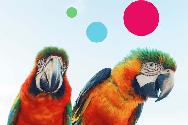 Two parrots taking a look behind the scenes of Pelago