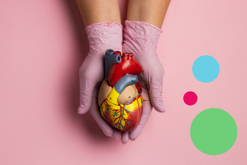 Hans holding anatomically correct model of a heart